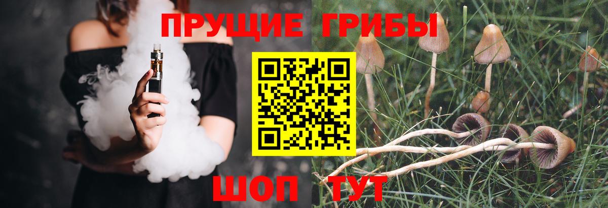 Галлюциногенные грибы Psilocybe Бугуруслан